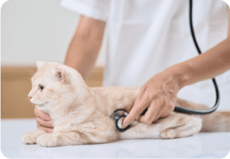 診察を受ける猫