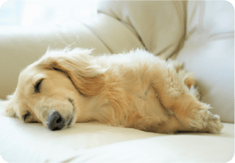 リラックスしている犬