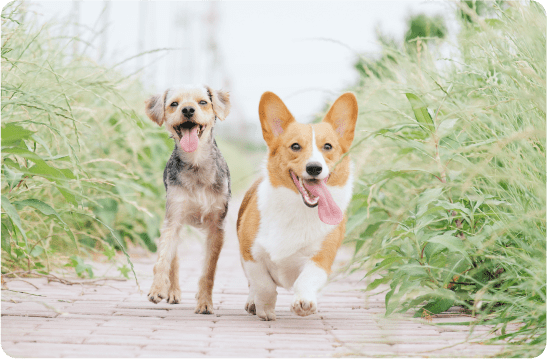 犬