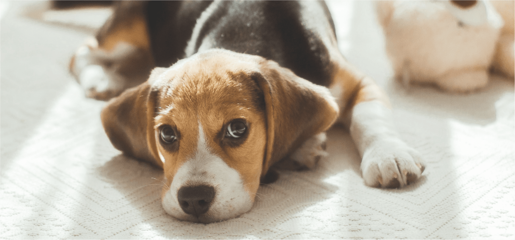 犬のメインビジュアル